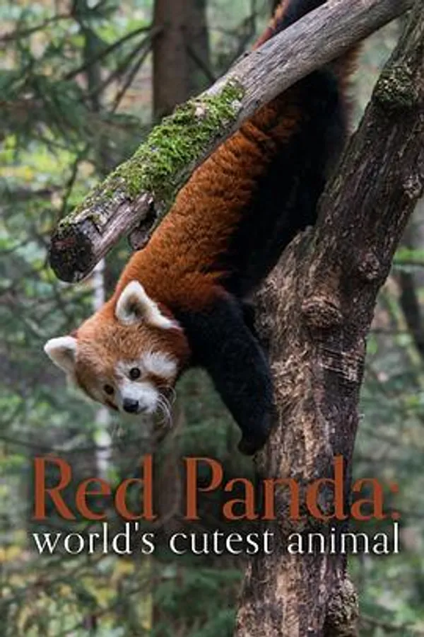 小熊猫：世界上最可爱的动物 Der Kleine Panda: Verborgen im Himalaya