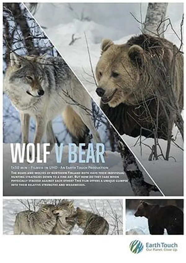 Wolf vs Bear 