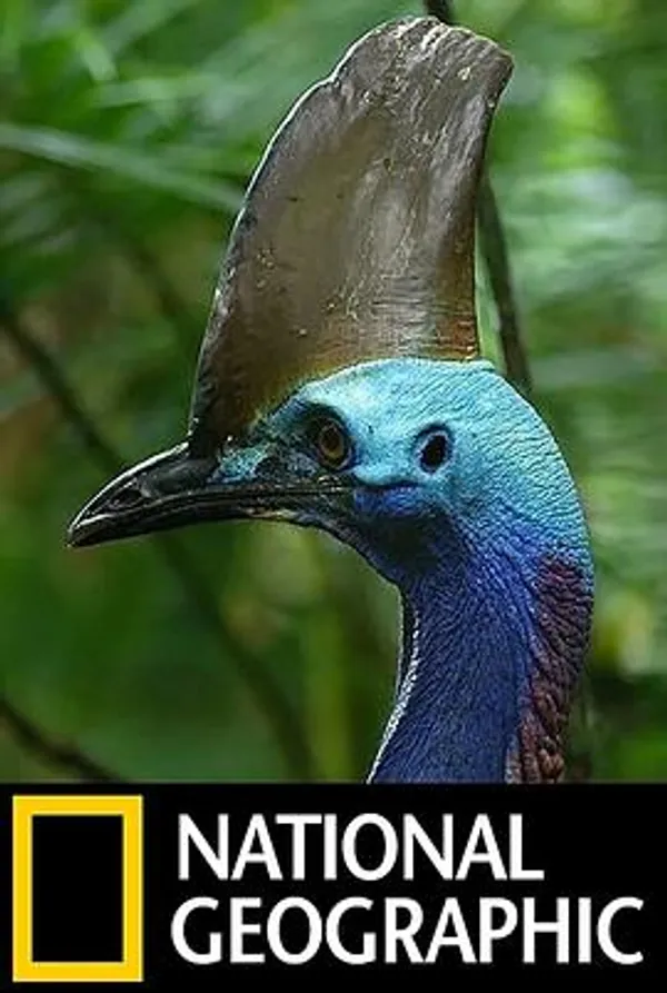 恐龙鸟 Dino Bird