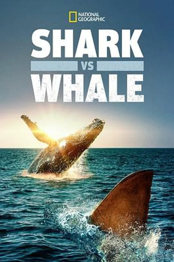 鲨与鲸 Shark vs. Whale