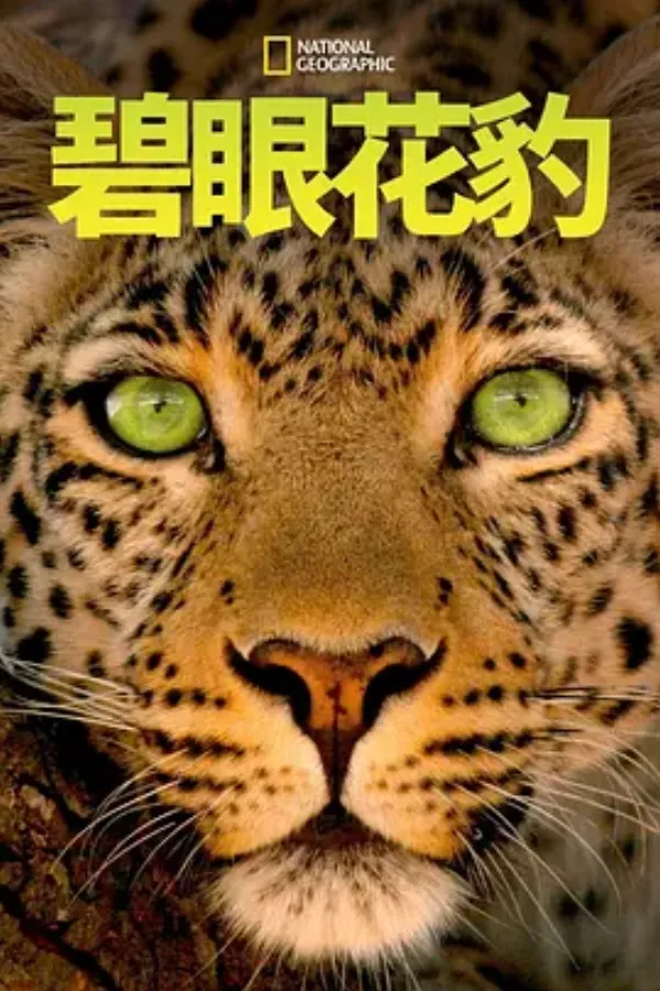 碧眼花豹 Jade Eyed Leopard