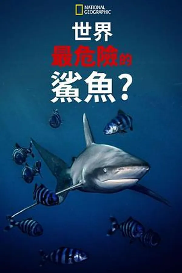 世上最危险的鲨鱼？ World's Most Dangerous Shark?