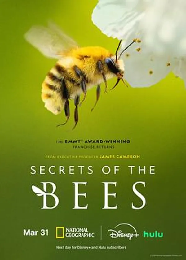 蜜蜂的秘密 Secrets of the Bees