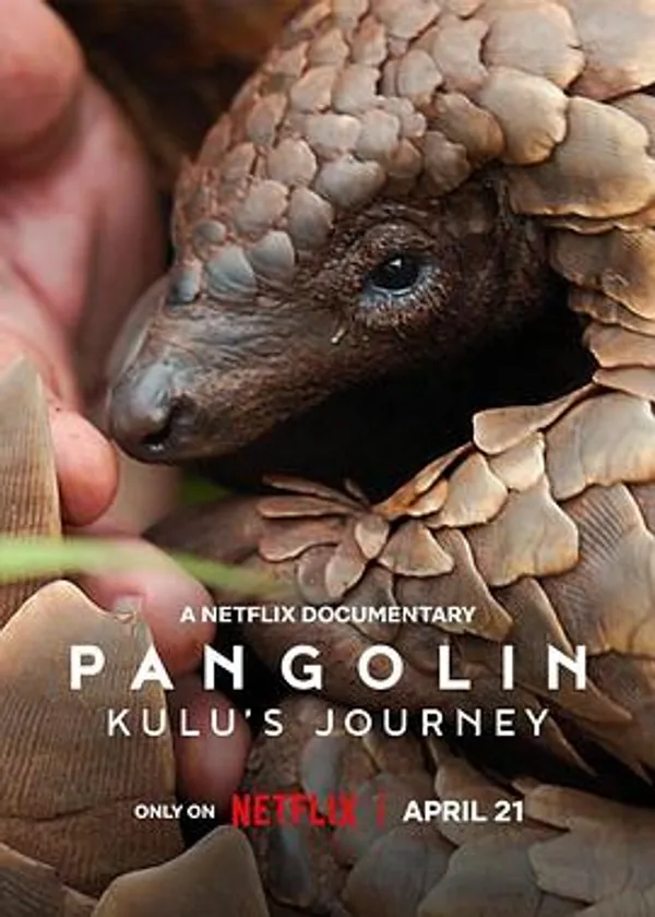 穿山甲Kulu的旅程 Pangolin: Kulu’s Journey