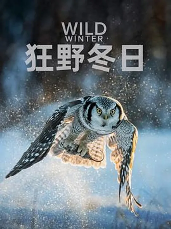狂野冬日 第一季 Wild Winter