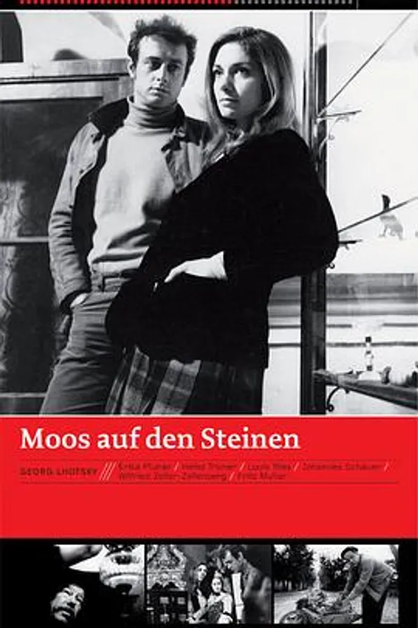 石头上的苔藓 Moos auf den Steinen